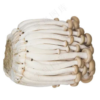 白色蔬菜蘑菇