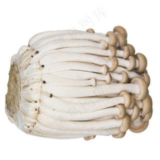 白色蔬菜蘑菇