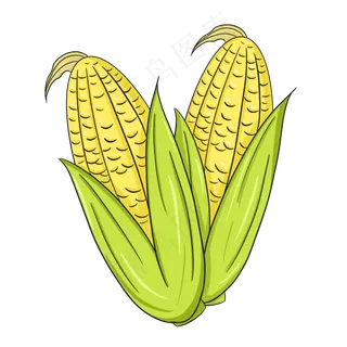 秋收美味农作玉米