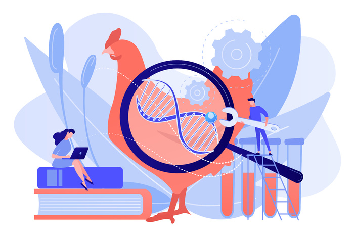 科学家们正在研究一只鸡的巨大 dna。转基因动物，白色下的转基因动物实验概念。粉红色珊瑚 bluevector 孤立插图eps,ai矢量模版下载
