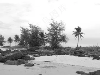 沙滩上的椰子树 黑白