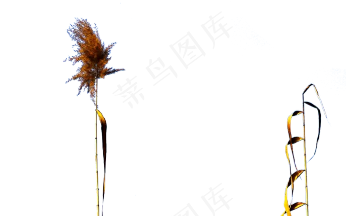 秋天里丰收的高粱(2000X1251(DPI:72))psd模版下载