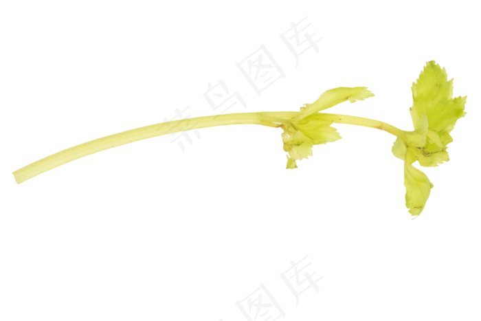 绿色蔬菜芹菜(2048X2048(DPI:132))