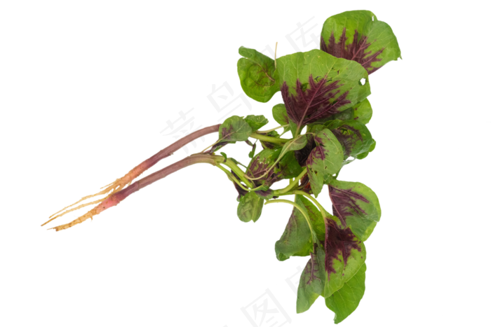 蔬菜小米菜(2500X2129(DPI:300))