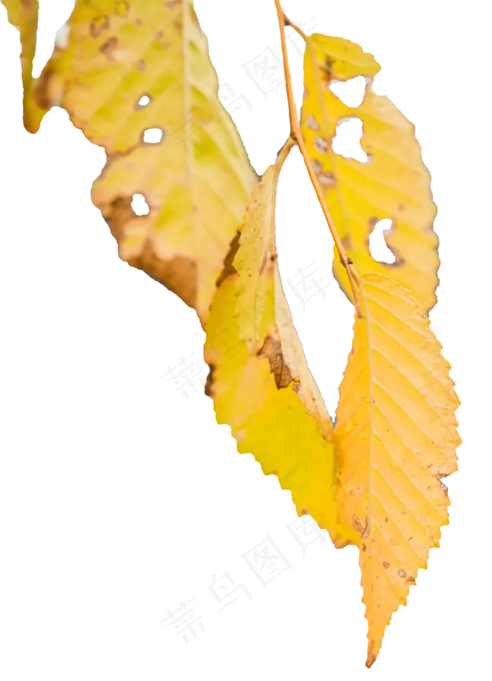 秋天残破的树叶(1447X2000(DPI:300))psd模版下载
