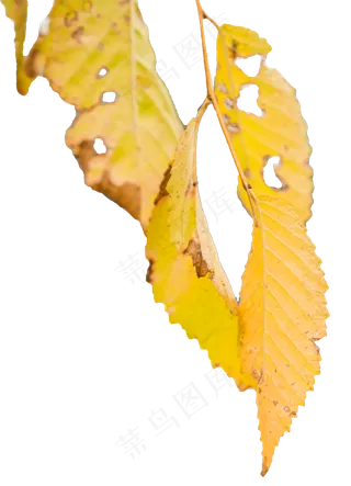 秋天残破的树叶