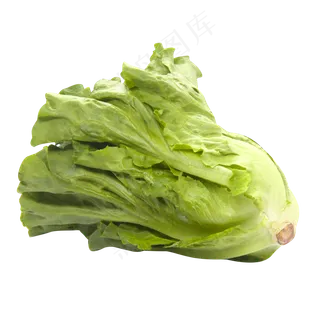 一棵新鲜生菜 一棵新鲜生菜