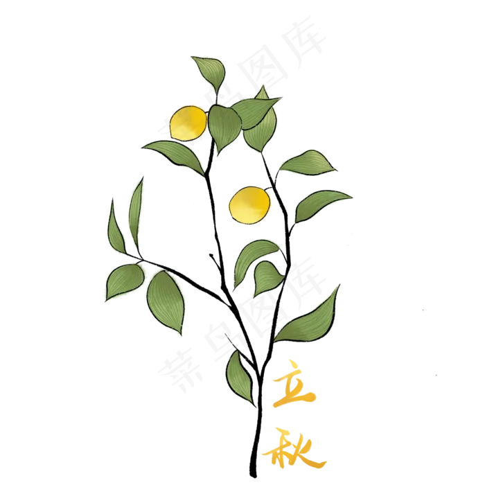 节气立秋植物(2000X2000(DPI:300))psd模版下载
