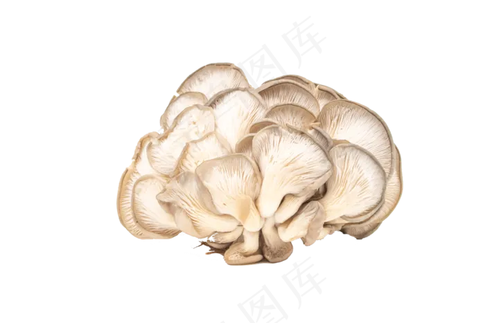 菌类平菇蘑菇(6000*4000px 300 dpi )