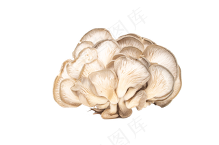 菌类平菇蘑菇