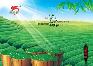 茶叶宣传海报