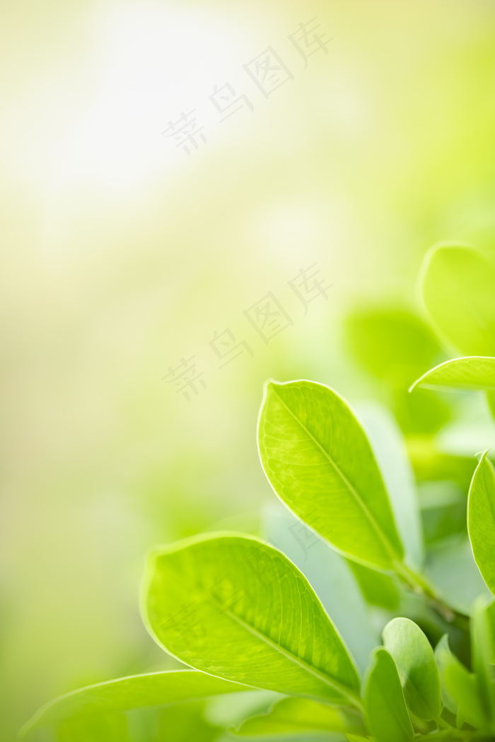 美丽的自然景观绿叶在模糊的绿色背景下，在阳光的照射下，有一个空旷和复制的空间。