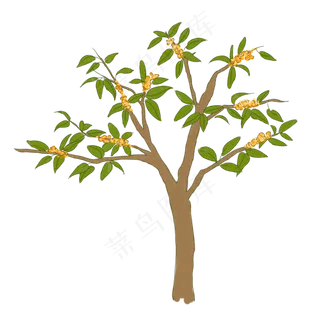 桂花树手绘桂花