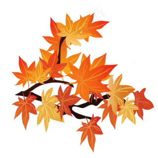 秋天枫叶红素材