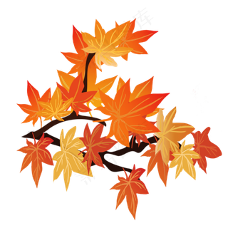 秋天枫叶红素材