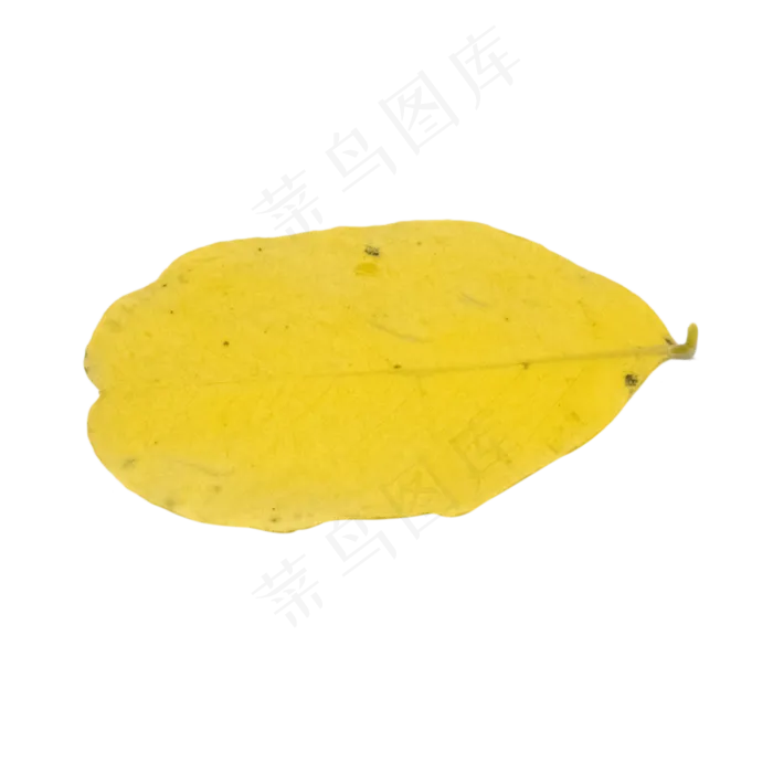 黄色秋天树叶(3000*3000px 300 dpi )