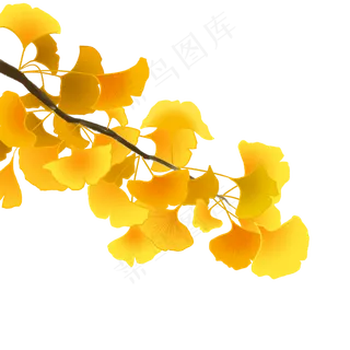 秋天植物银杏树