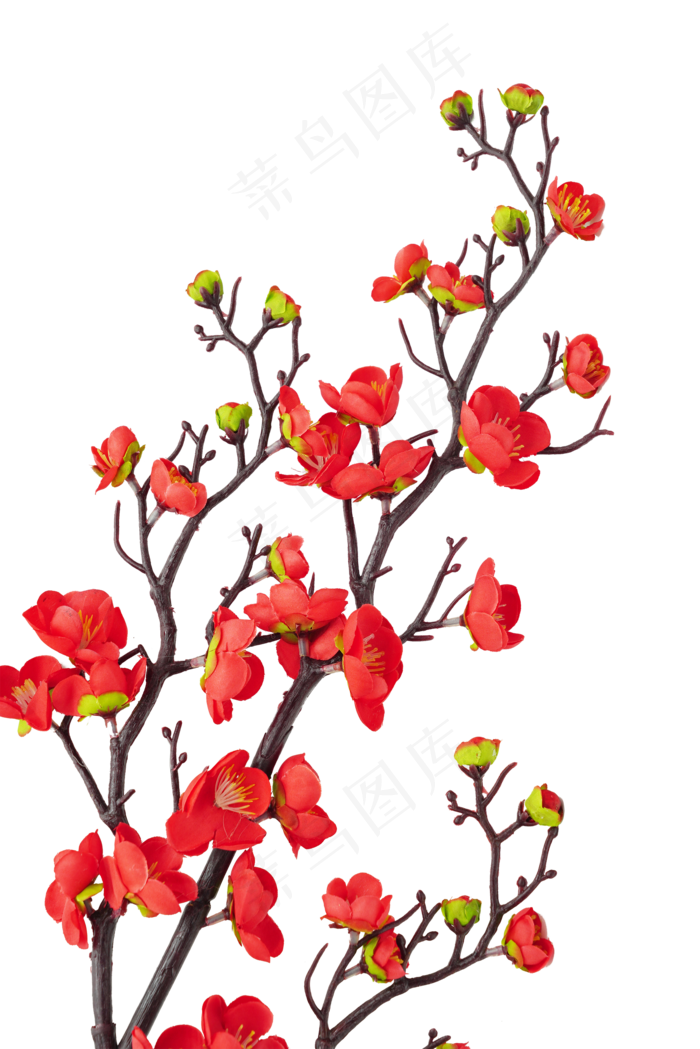 红色梅花红梅