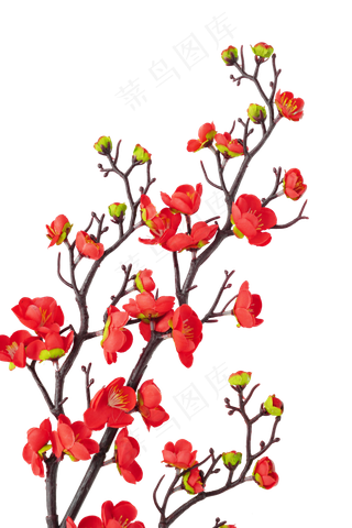 红色梅花红梅