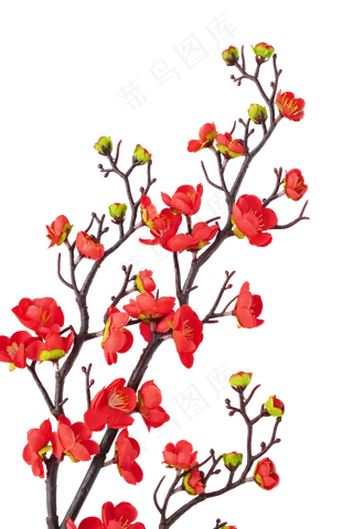 红色梅花红梅