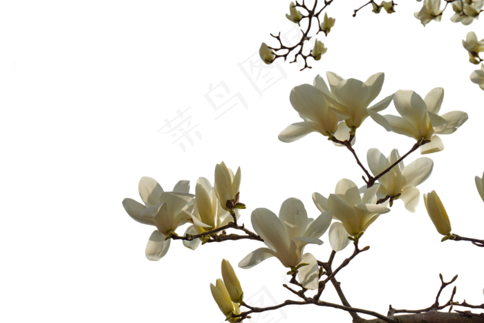 盛开的白色腊梅花png素材(2000X1333(DPI:350))psd模版下载
