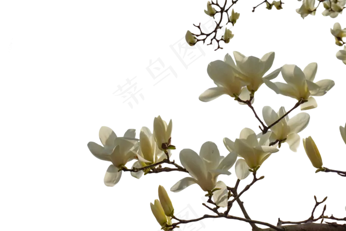 盛开的白色腊梅花png素材(2000X1333(DPI:350))psd模版下载