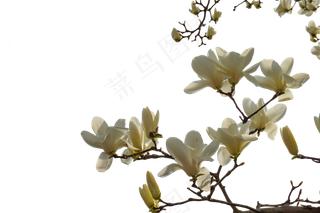 盛开的白色腊梅花png素材