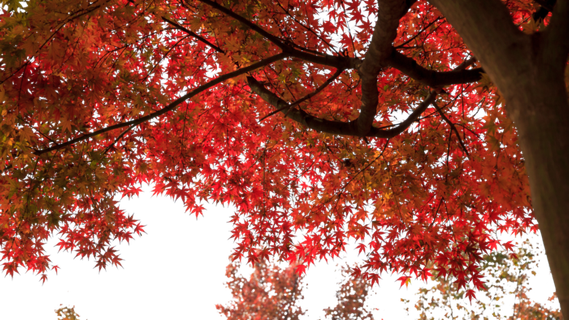 红色枫树