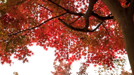 红色枫树