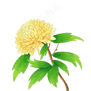 立秋黄色菊花 立秋黄色菊花