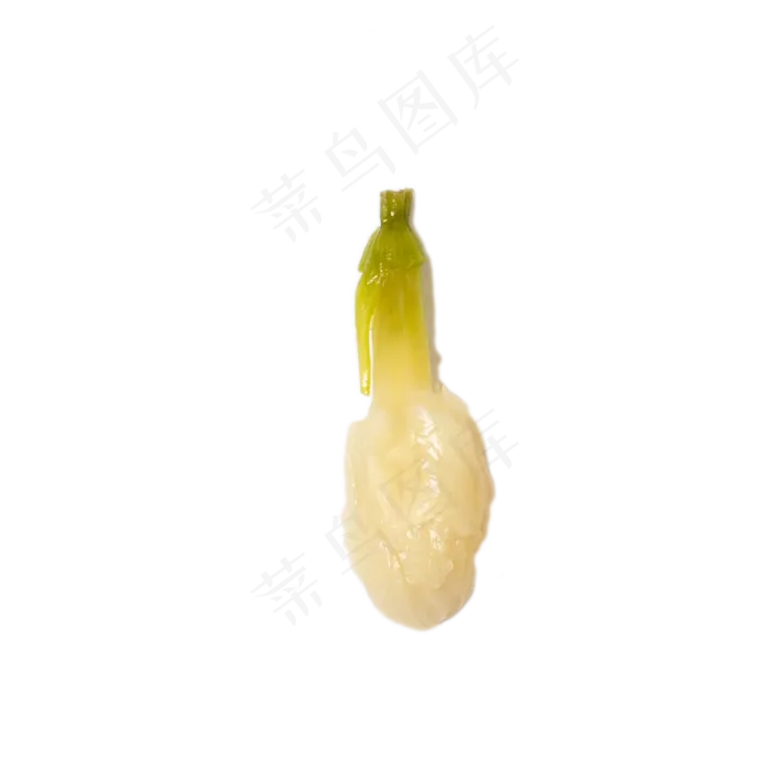 一个发芽的大蒜下载(2000X2000(DPI:300))psd模版下载