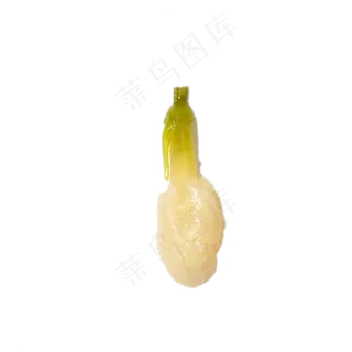 一个发芽的大蒜下载