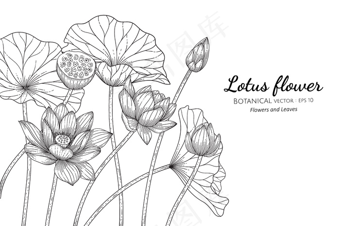 莲花和叶子手绘植物插图与白色背景上的线条艺术。
