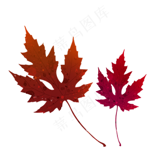 深红色枫叶