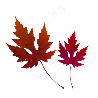 深红色枫叶