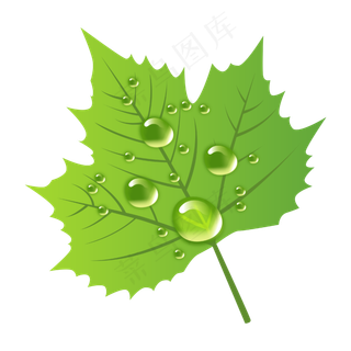 白露节气树叶上的露珠