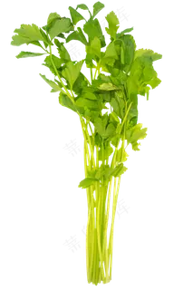 香菜蔬菜作料 香菜蔬菜作料