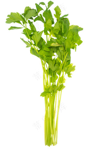 香菜蔬菜作料
