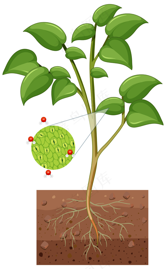 显示在白色背景下分离的植物的气孔和保卫细胞的图表eps,ai矢量模版下载