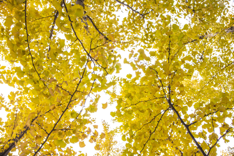 银杏树下仰望天空