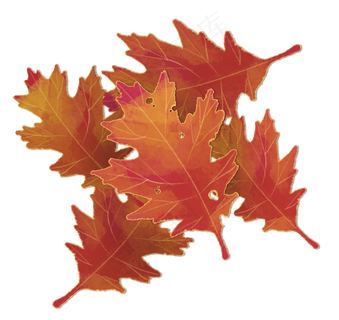 秋天秋叶手绘黄叶落叶