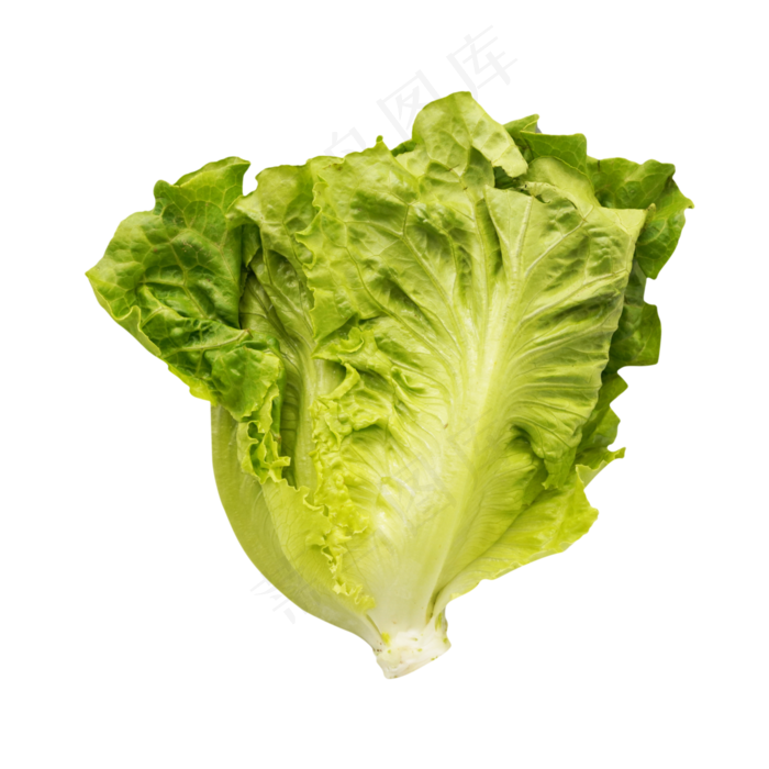 绿色有机生菜