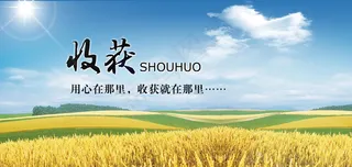 收获稻谷 丰收 绿色环保