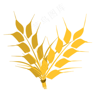 金黄的五谷杂粮麦穗