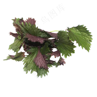 紫苏蔬菜