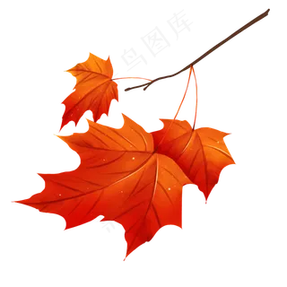 一簇红色的枫叶