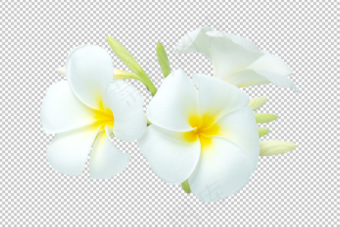 白黄色花束鸡蛋花透明。花香psd模版下载