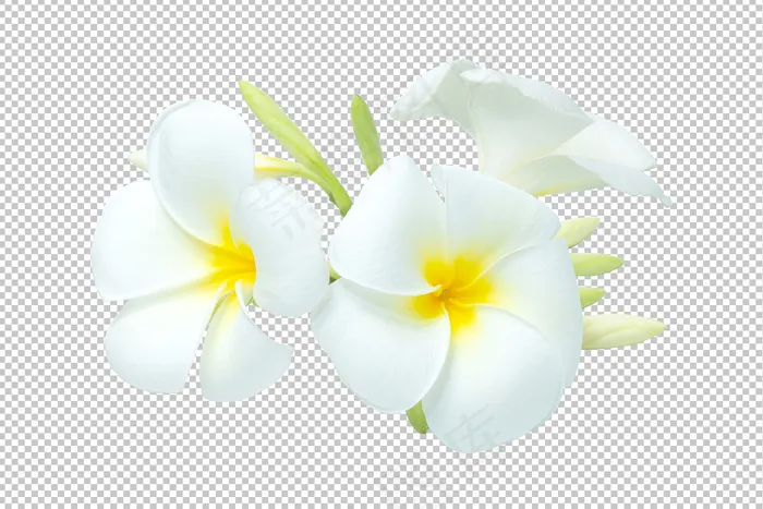 白黄色花束鸡蛋花透明。花香psd模版下载