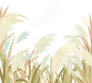 芦苇植物白露