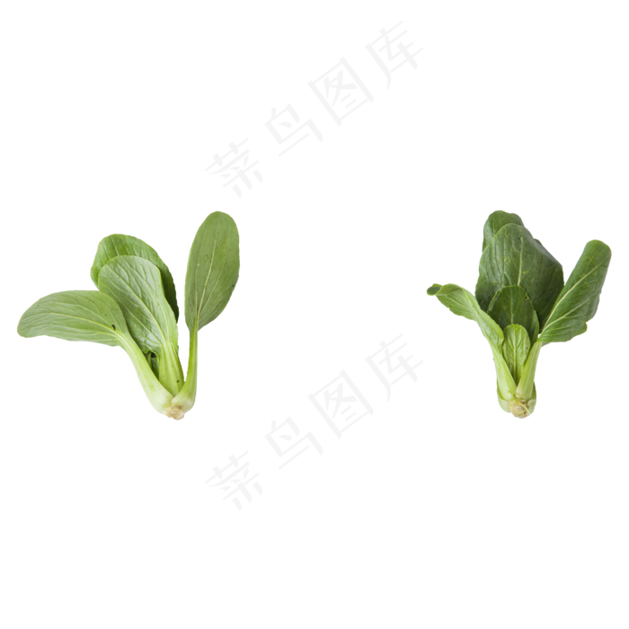青菜（png免抠）